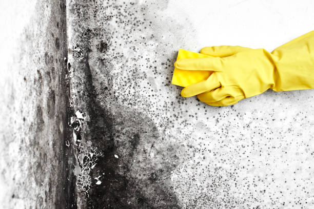Trusted South San Gabriel, CA Mold Removal Experts